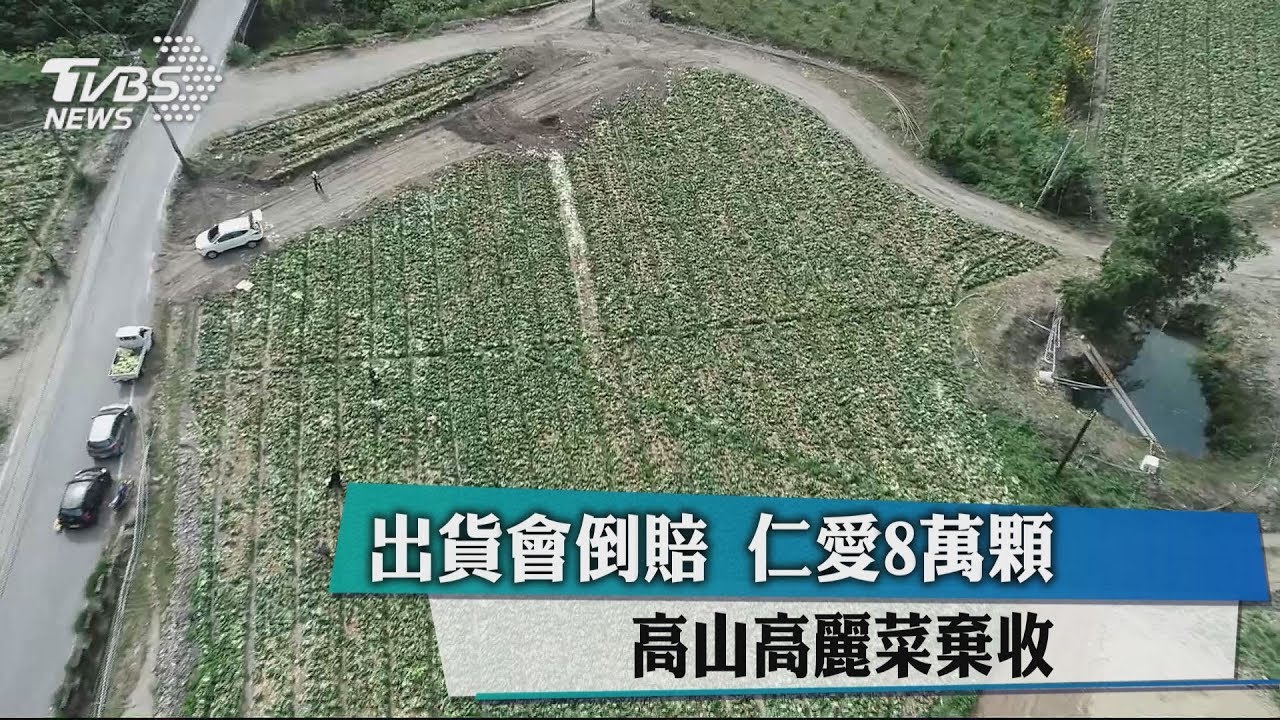出貨會倒賠　仁愛8萬顆高山高麗菜棄收