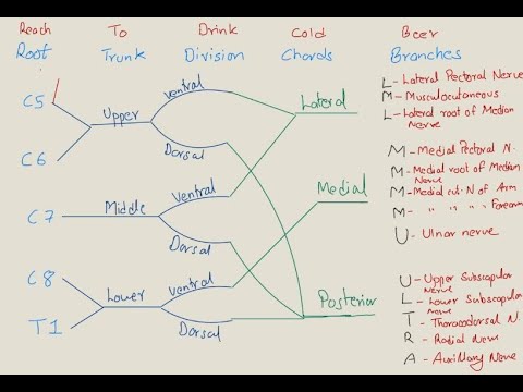 Brachial plexus with BEST MNEMONICS