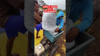 Download lagu KUPAS DAN JEMUR KOPI DI LAPANGAN BOLA ! #short #petani #panen #kopi #satisfying mp3