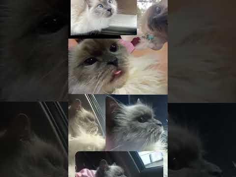 #cat #gatitos #nature #gatos #gato #funny #animals #birds #love #memes