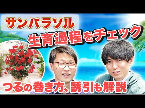 園芸 パラソル、セリ科の木、アンブレラツリー