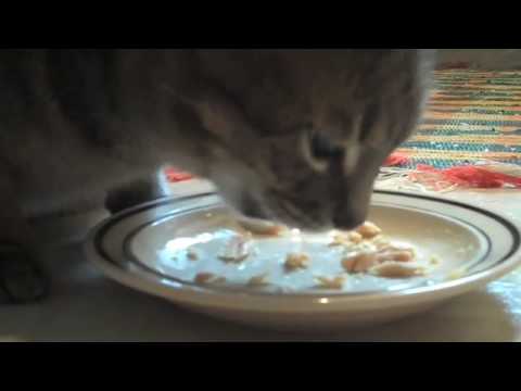 Cat eating canned tuna