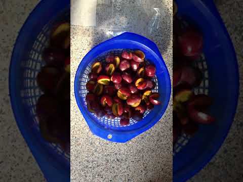 Pflaumen und Zwetschgen einfrieren und Gesundheitstipp