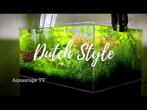2018 Beautiful Classic Dutch Style Planted Aquarium Setup | Aquascape TV