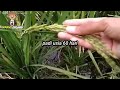 TANAM PADI SALIBU DARI AWAL HINGGA MENJELANG PANEN Petaniorganik MillennialFarmer