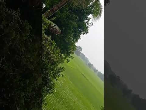 #meghabarasilatupurutapuru@thedailyshotrswith-sushree 🙏🥰