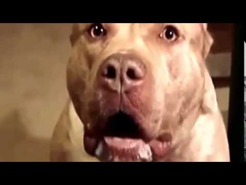 arf arf arf! big dog video