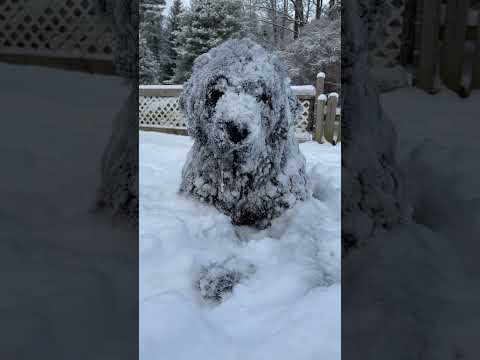 Huge Newfoundland Dog Refuses To Come Inside