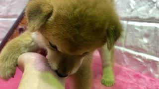 柴犬の動画01