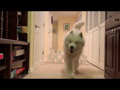 Mochi doing the #toiletpaperchallenge