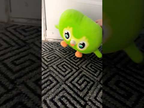 Unexpected Duo Owl Funny Chaos IRL 🤯 Viral Crazy Reactions