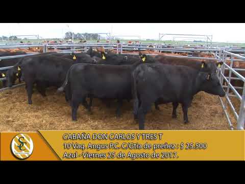 25-08-17 Venta de Vaquillonas Angus P.C. - Cabaña Don Carlos y Tres T - Azul.