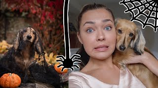 SPOOKY HALLOWEEN PHOTO SHOOT WITH MY DOG