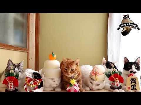 Amy's friends - En komik kediler -  Best Funny Cat Videos - 1 - 2018