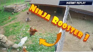 Fox vs Ninja Rooster