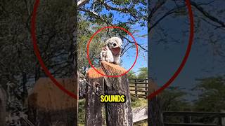 Download lagu 5 Suara Burung Paling Menakutkan yang Pernah Terekam ⛔🫨 mp3 Download lagu 5 Suara Burung Paling Menakutkan yang Pernah Terekam ⛔🫨 mp3