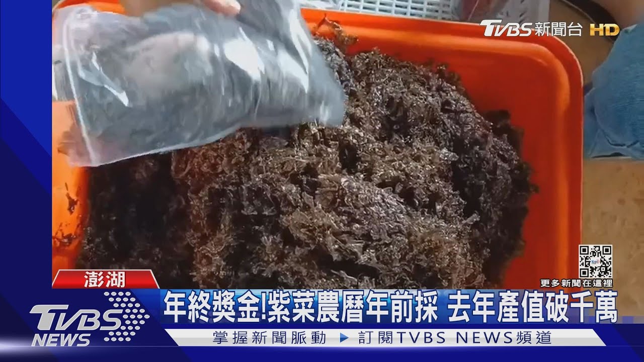 首波紫菜採收！受氣候影響　收成差、價格漲