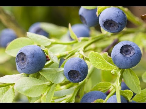 MOJE SELO: Dobra cena borovnice – jagma za sadnice, PLUS: zarada od saksijskog cveća