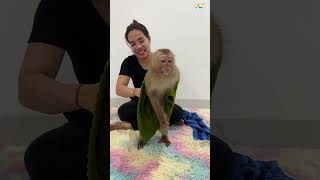 Download lagu Smart Jessie , Jessie Listens To Mom #monkey  #jessie   #MomLinDa mp3