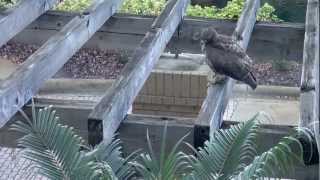 Squirrel vs Red Tail Hawk