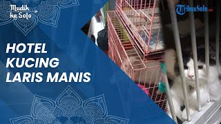 Musim Mudik Lebaran, Penitipan Kucing di Sukoharjo Banjir Peminat, Semua Jenis Bisa Dititipkan