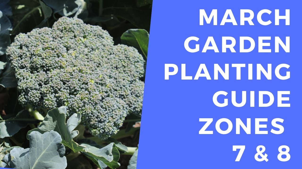 March Planting Guide Zones 7 & 8 - What to plant in your garden in the month of March