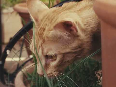 Sergio Díaz De Rojas - El gato escondido entre las plantas (Official Music Video)