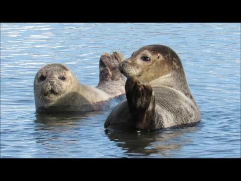 Epilogue - Hans Zimmer, Jacob Shea, Jasha Klebe