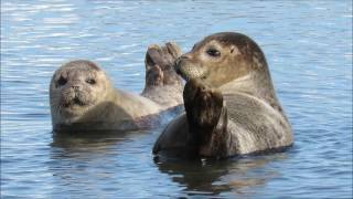 Epilogue - Hans Zimmer, Jacob Shea, Jasha Klebe