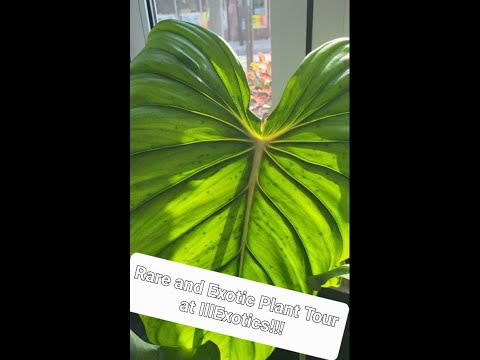 Plant Tour ILLExotics in Philadelphia,  PA!