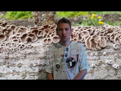 DJORDJANO - shte vidish kakvo e 4K