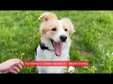 Elektronický výcvikový obojek pro psy d-control 400