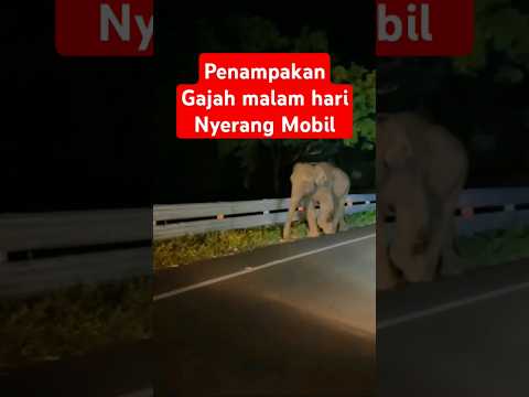 Penampakan Gajah Nyerang Mobil dijalan saat Malam #jambi #gajah #zoo #jalanraya #malam #buas