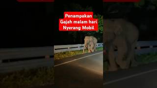 Download lagu Penampakan Gajah Nyerang Mobil dijalan saat Malam #jambi #gajah #zoo #jalanraya #malam #buas mp3