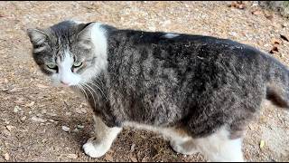 全身で大喜びの人懐っこくてかわいい猫ちゃん