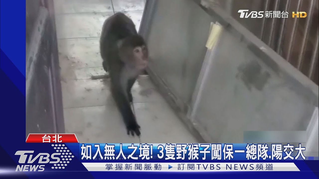 如入無人之境!3隻野猴子闖保一總隊、陽交大