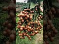 ^^Tik Tok China^^ Farm Fresh Ninja Fruit | Satisfying Fruit Ninja | P#573