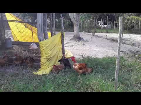 Caipirão de reprodução do amigo Berto do Anacé #galinha #caipirão