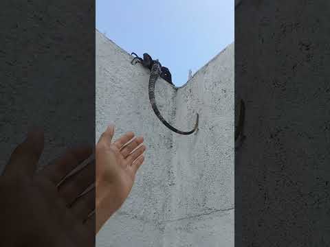 agarrando una iguana