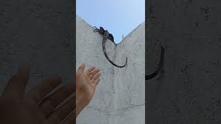 agarrando una iguana