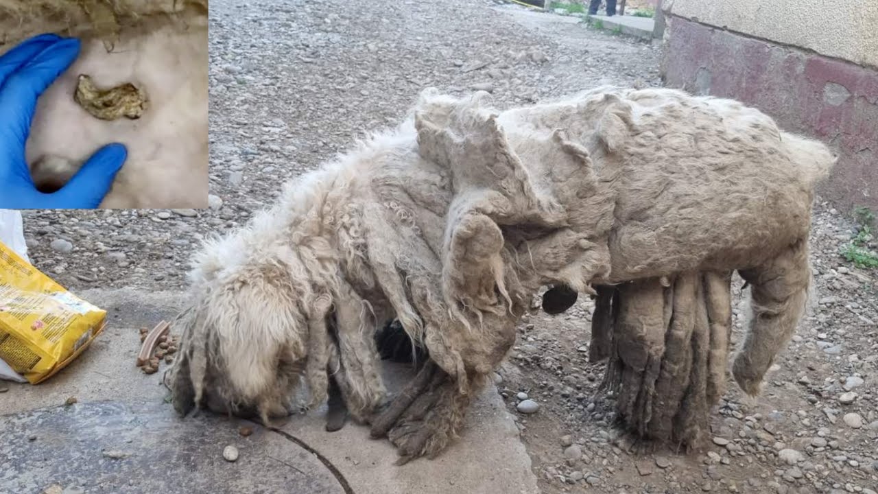 This Dog Begged Us To Help Him- Try Not to Cry