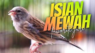 Download lagu ISIAN MEWAH FAVORITE JURI! Masteran Kenari Isian Blackthroat GACOR MUDAH MASUK NOMINASI mp3