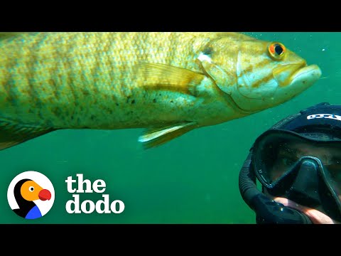 Wild Fish Finds Diver Whenever He Makes This Noise | The Dodo