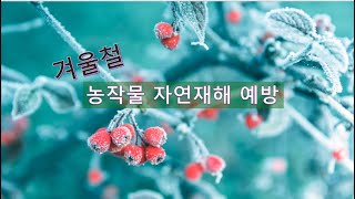 겨울철 농작물 자연재해 예방
