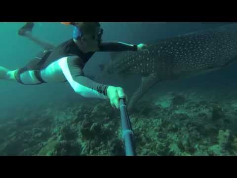 Free Diving in the Maldives. Vilamendhoo Island 2013