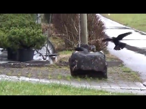 Achtung Gefahr (vom 04 01 2016) Rufe von Rabenkrähen