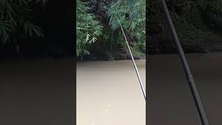 Download lagu Strike Ikan Nilem di Air Keruh mp3