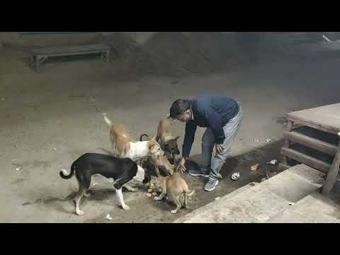 मकरसंक्रांति दान पुण्य, मकसूदा में कुत्तों को भोजन तिथि-१४-१-२०२३,२०:३० Feeding of dogs in Maqsuda