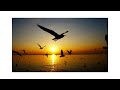 VAIG COM LES AUS   Xavier Conesa. Veu i Guitarra   (Joan Manuel Serrat)