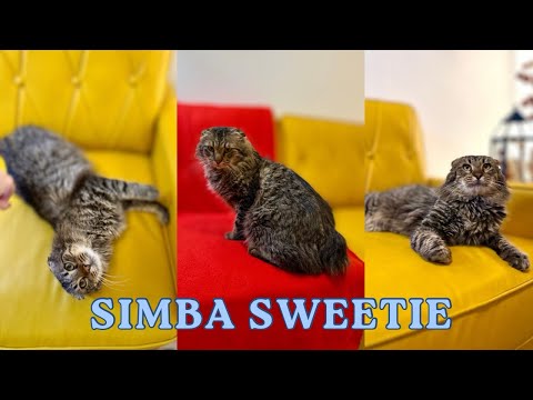 Cat for adoption - Simba Sweetie, a Tabby Mix in Eastwood, KY | Petfinder